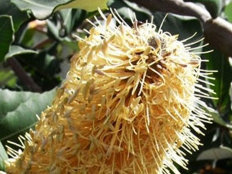 Picture of Banksia integrifolia prostrata Roller Coaster