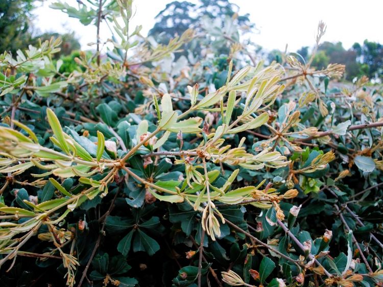 Picture of Banksia integrifolia prostrata Roller Coaster