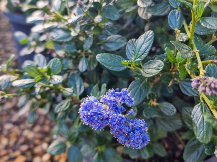 Picture of Ceanothus griseus horizontalis Yankee Point
