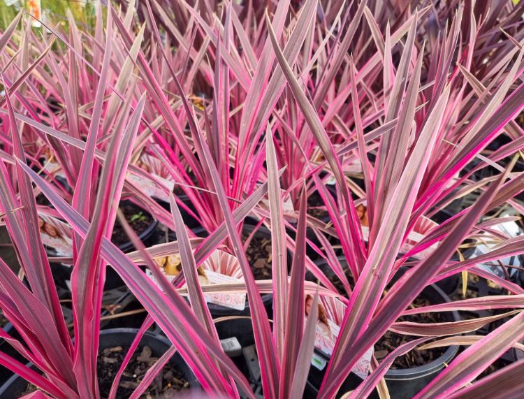 Picture of Cordyline australis Pink Passion
