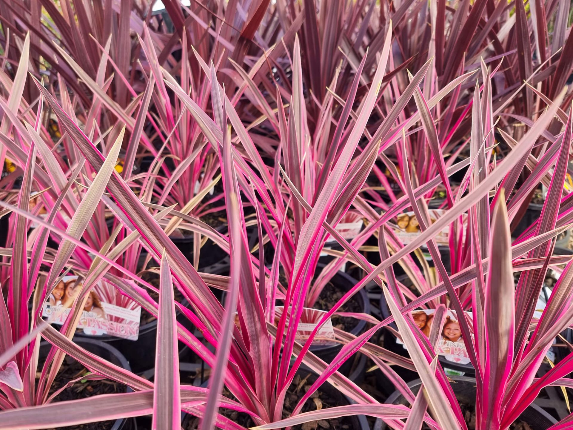 Cordyline australis Pink Passion | Wholesale Nursery - Nurseries in ...