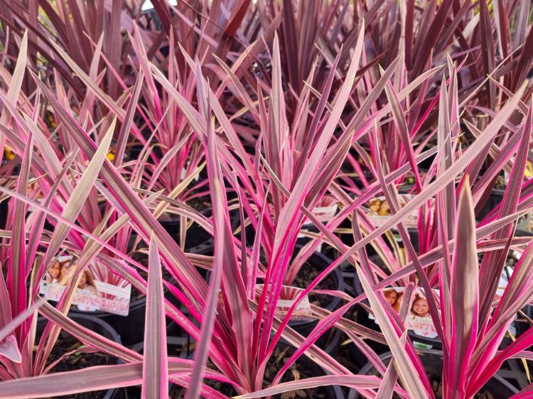 Picture of Cordyline australis Pink Passion