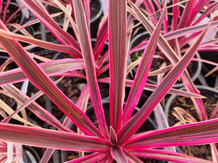 Picture of Cordyline australis Pink Passion