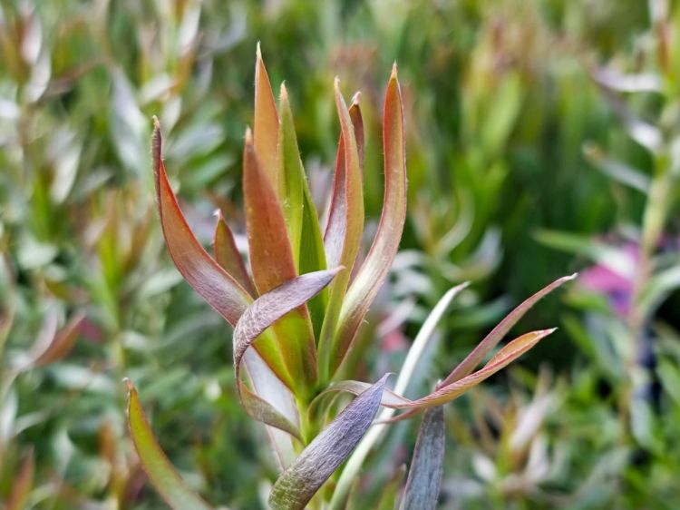 Picture of Leucadendron stelligerum Gypsy Silver