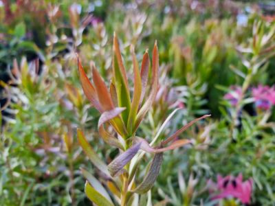 Picture of Leucadendron stelligerum Gypsy Silver