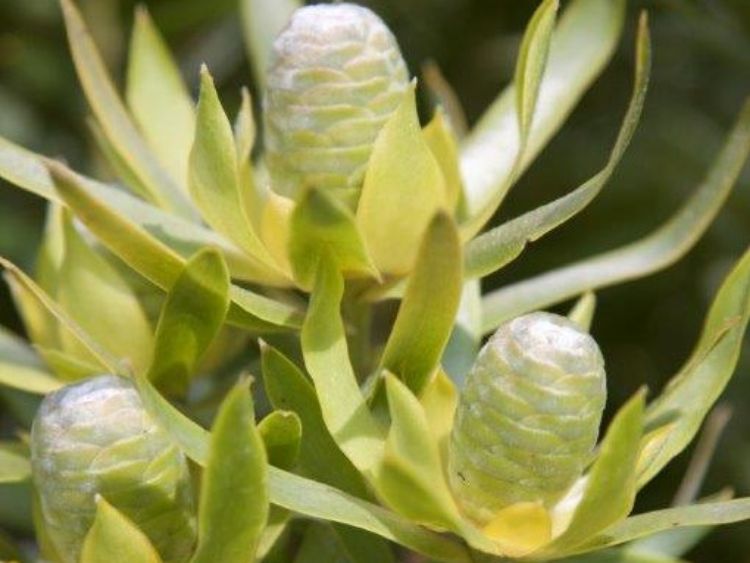 Picture of Leucadendron stelligerum Gypsy Silver