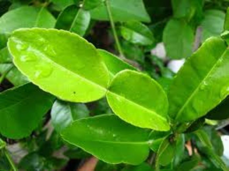 Picture of Citrus hystrix Pipsqueak Kaffir Lime