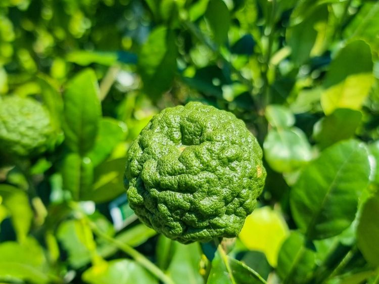Picture of Citrus hystrix Pipsqueak Kaffir Lime