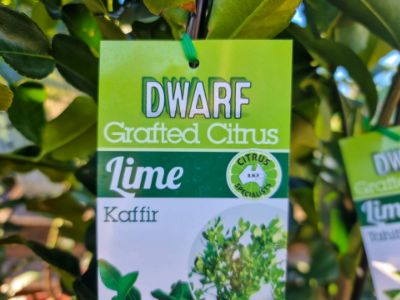 Picture of Citrus hystrix Pipsqueak Kaffir Lime