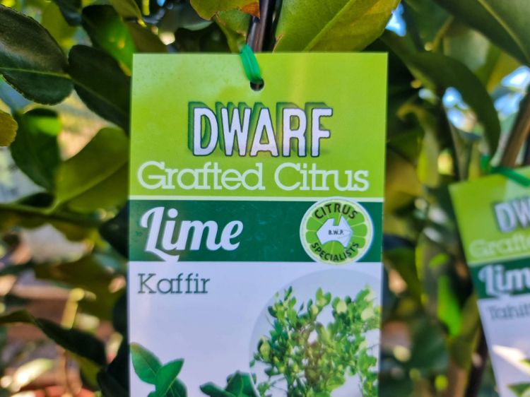 Picture of Citrus hystrix Pipsqueak Kaffir Lime