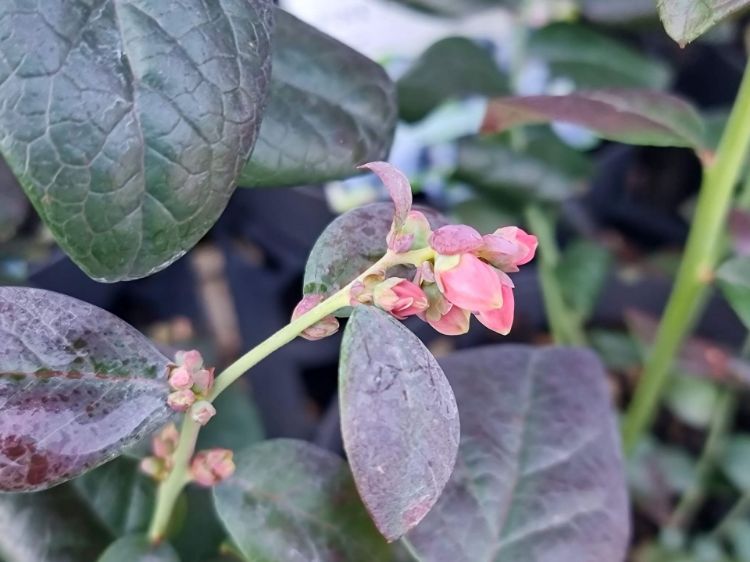 Picture of Vaccinium corymbosum Pink Icing PBR