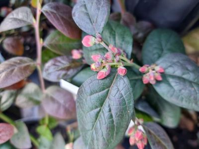 Picture of Vaccinium corymbosum Pink Icing PBR