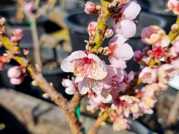 Picture of Prunus persica Sunset Nectarine Super Dwarf