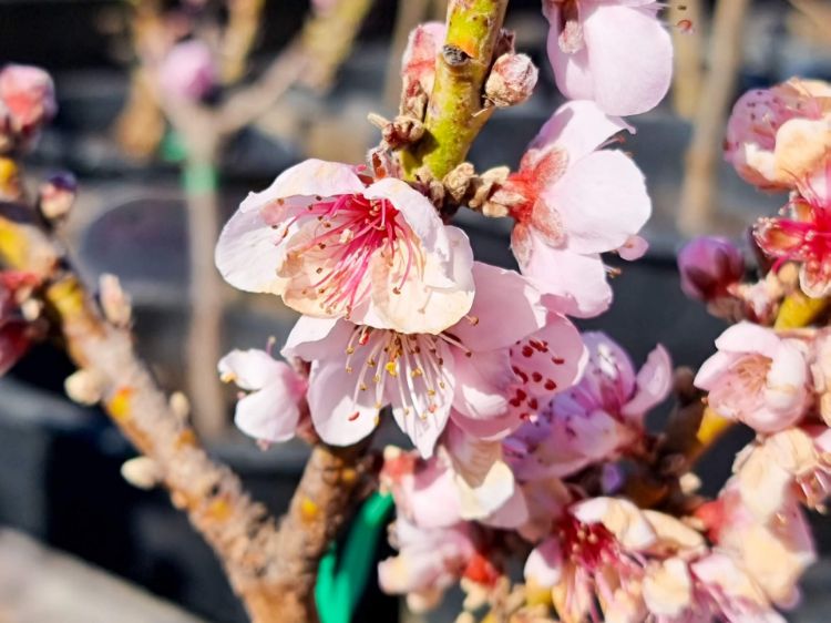 Picture of Prunus persica Sunset Nectarine Super Dwarf