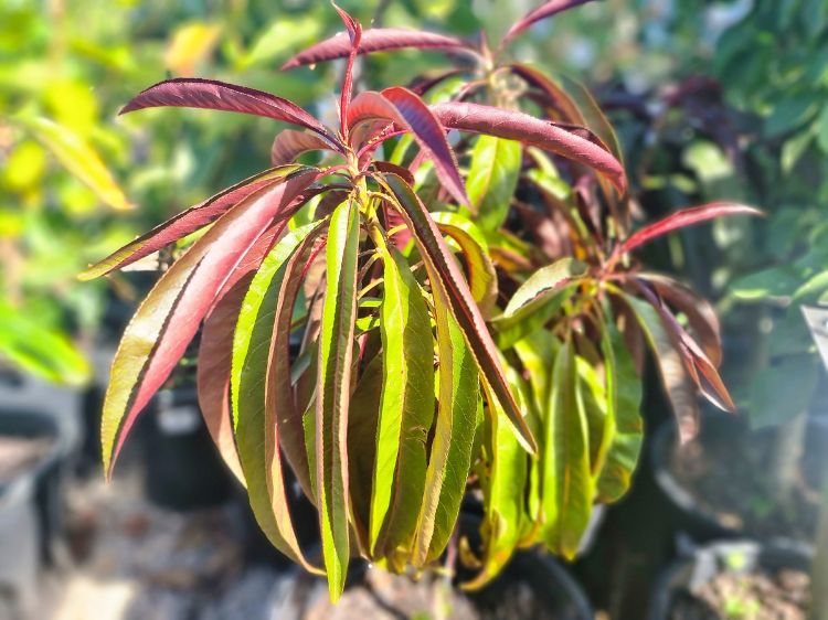 Picture of Prunus persica Sunset Nectarine Super Dwarf