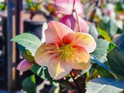 Picture of Helleborus nigercors HGC Pink Frost