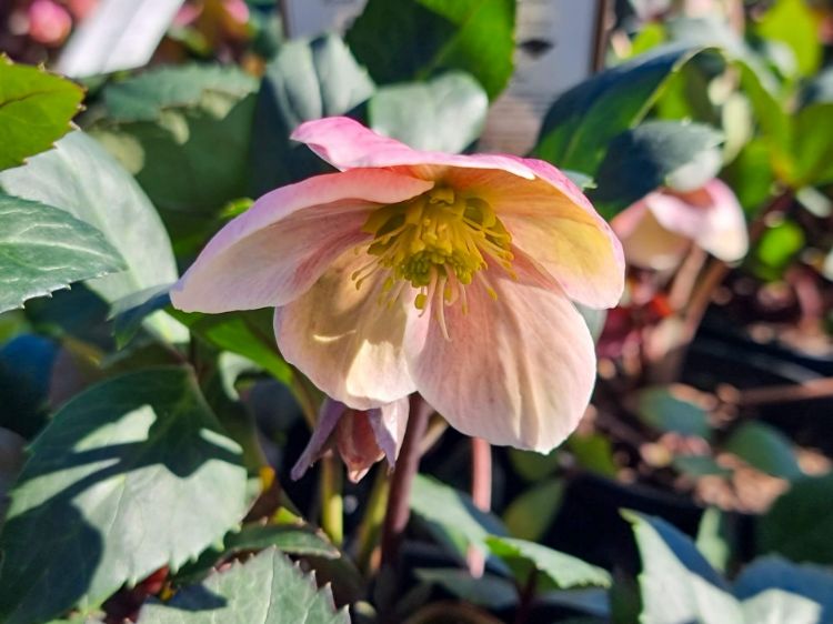 Picture of Helleborus nigercors HGC Pink Frost