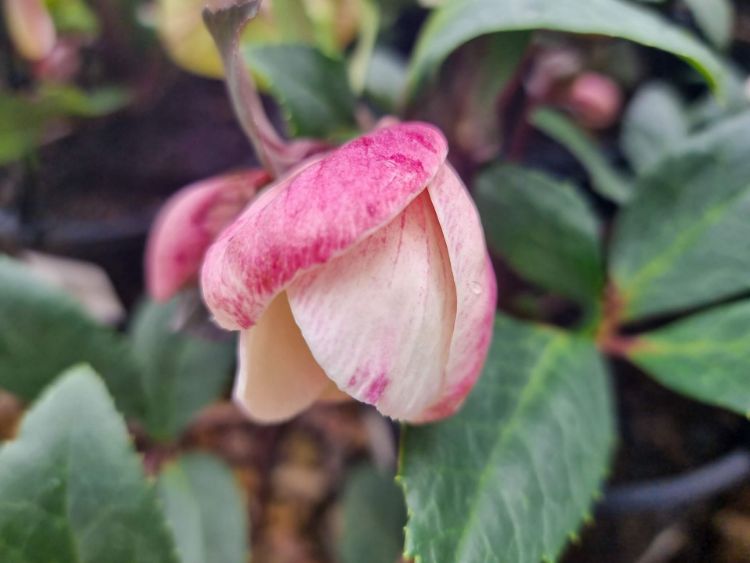 Picture of Helleborus nigercors HGC Pink Frost