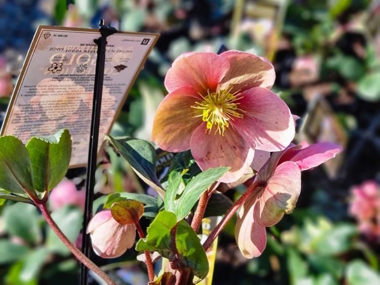 Picture of Helleborus nigercors HGC Pink Frost