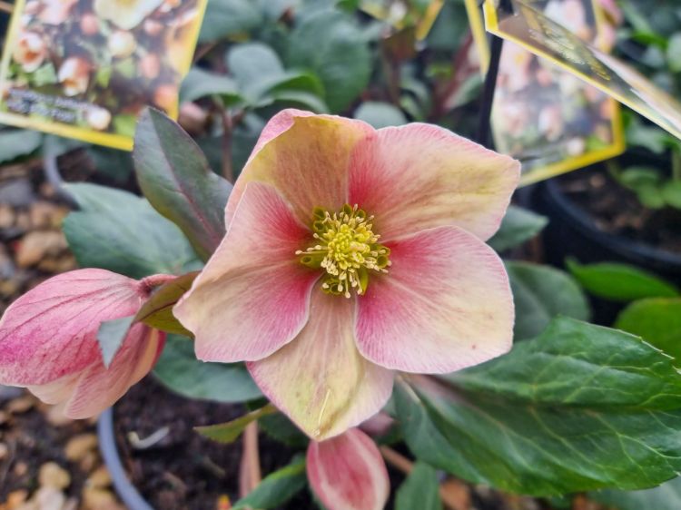 Picture of Helleborus nigercors HGC Pink Frost