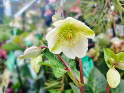 Picture of Helleborus hybrida Mollys White PBR