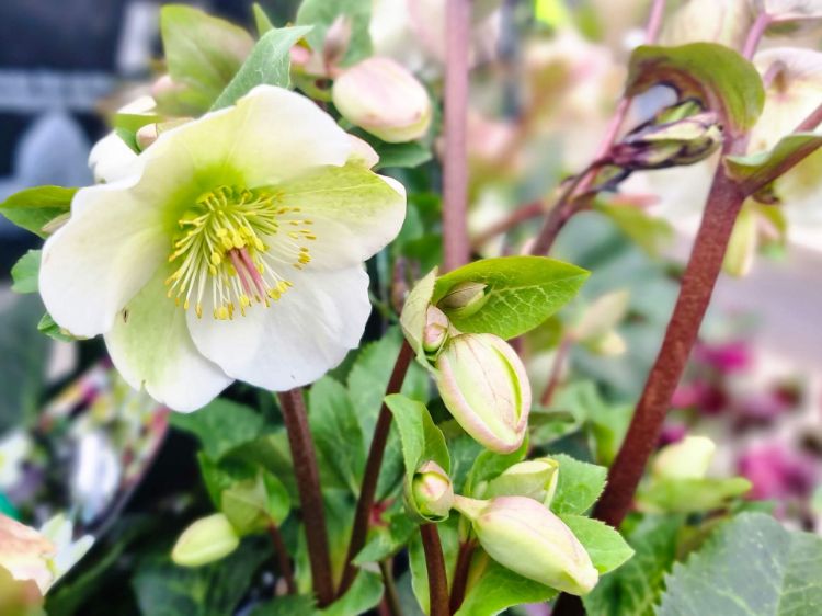 Picture of Helleborus hybrida Mollys White PBR