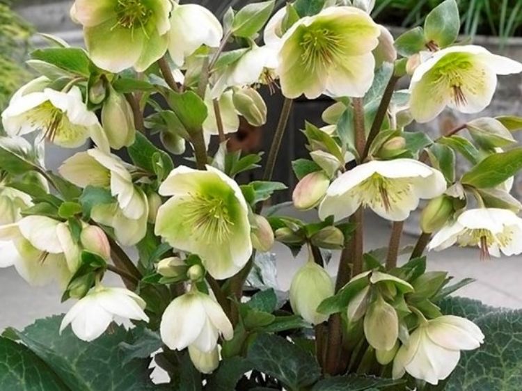 Picture of Helleborus hybrida Mollys White PBR