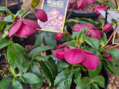 Picture of Helleborus ericsmithii HGC Ice Breaker Ruby
