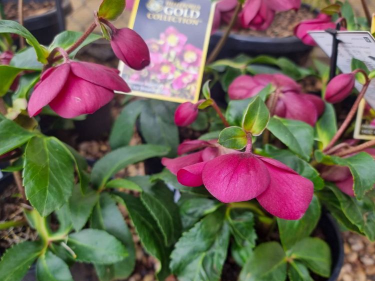 Picture of Helleborus ericsmithii HGC Ice Breaker Ruby