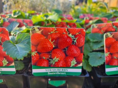 Picture of Fragaria ananassa Sweetheart