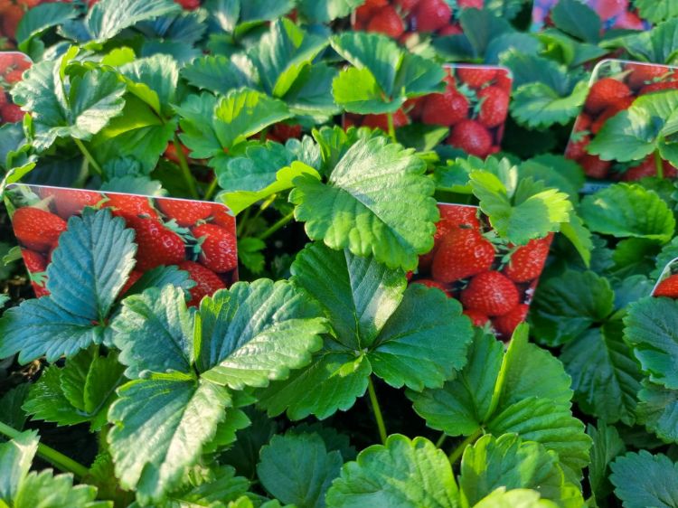 Picture of Fragaria ananassa Sweetheart