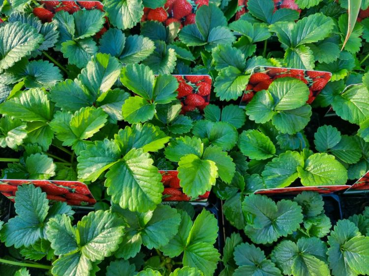 Picture of Fragaria ananassa