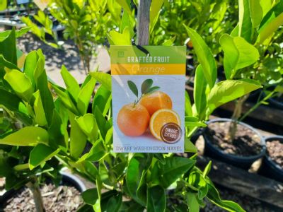 Picture of Citrus sinensis Washington Navel Dwarf