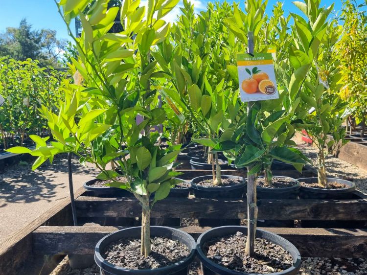 Picture of Citrus sinensis Washington Navel Dwarf