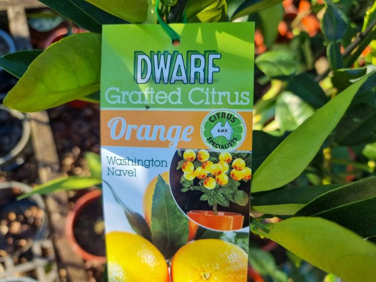 Picture of Citrus sinensis Washington Navel Dwarf