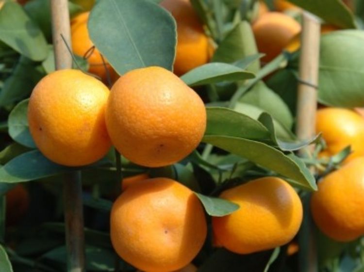 Picture of Citrus reticulata Imperial Dwarf