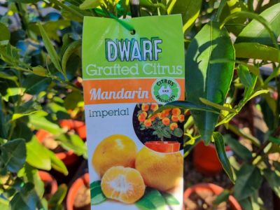 Picture of Citrus reticulata Imperial Dwarf