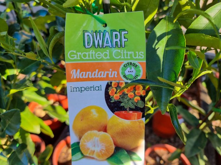 Picture of Citrus reticulata Imperial Dwarf