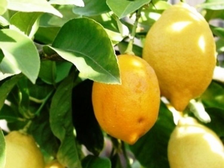 Picture of Citrus limon Lisbon Dwarf