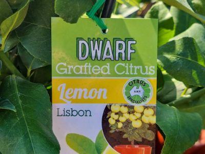Picture of Citrus limon Lisbon Dwarf