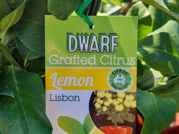 Picture of Citrus limon Lisbon Dwarf