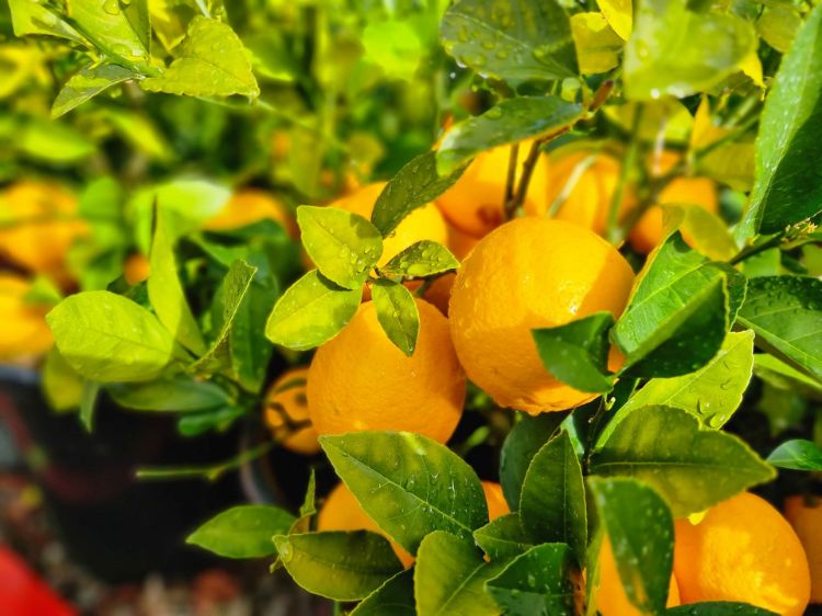 Picture of Citrus limon Lemonicious