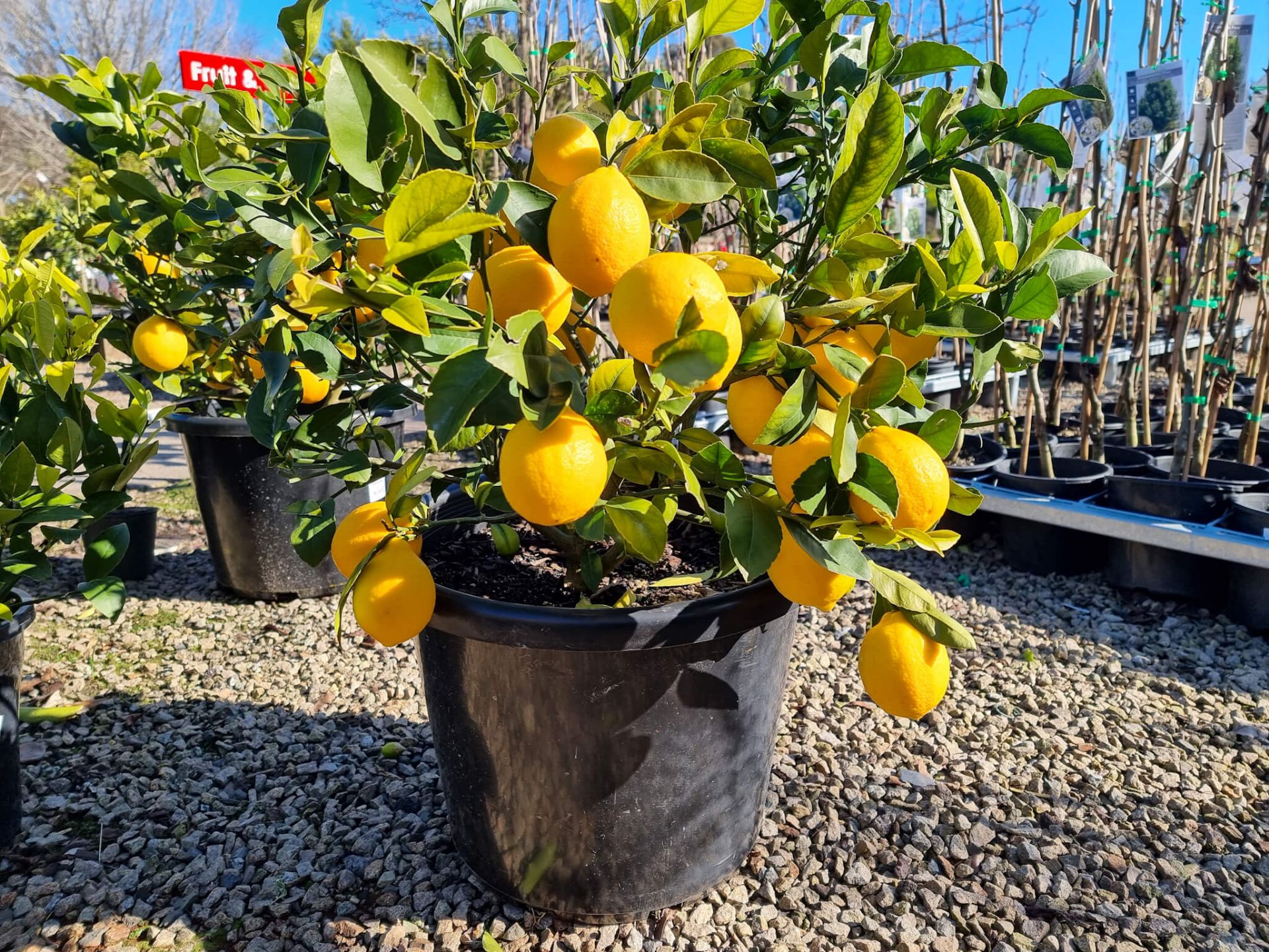 Citrus Limon Lemonicious Wholesale Nursery Nurseries In Melbourne 