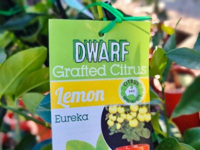 Picture of Citrus limon Eureka Dwarf