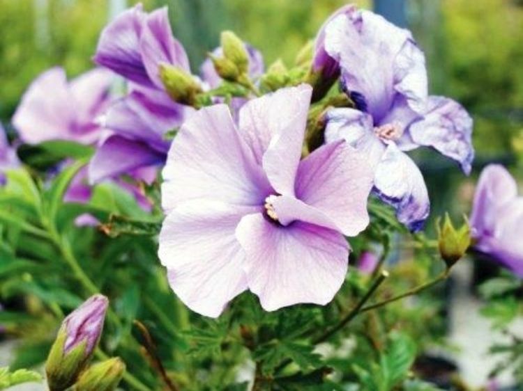 Picture of Alyogyne huegelii West Coast Gem