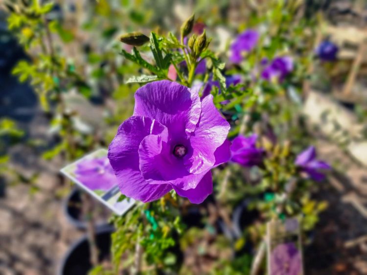 Picture of Alyogyne huegelii West Coast Gem