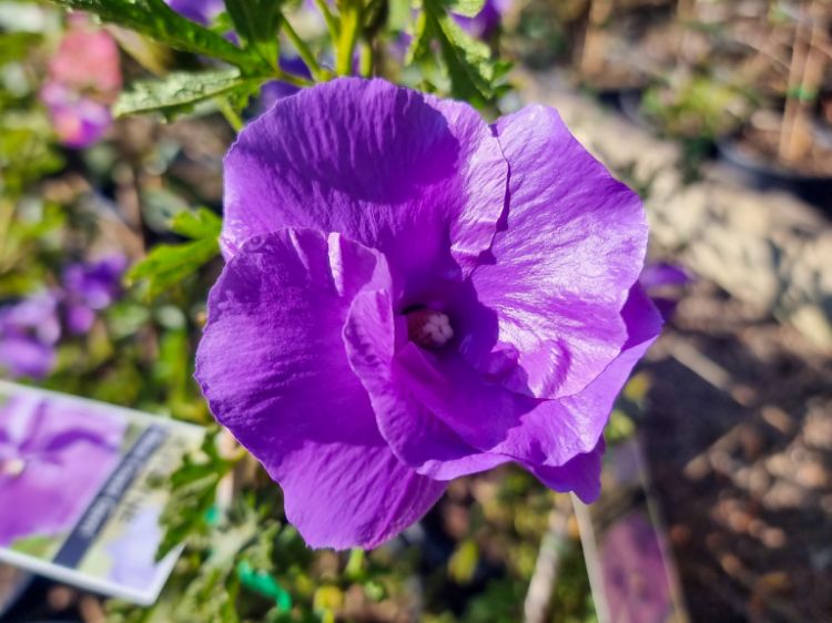 Picture of Alyogyne huegelii West Coast Gem