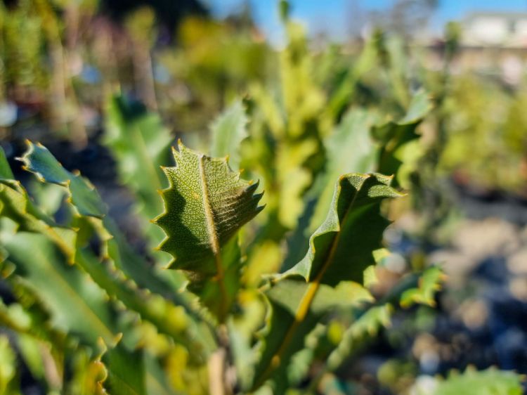 Picture of Banksia caleyi