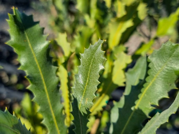 Picture of Banksia caleyi