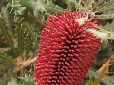 Picture of Banksia caleyi